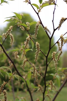 Carpinus japonica - habr japonský- větévky s jehnědami